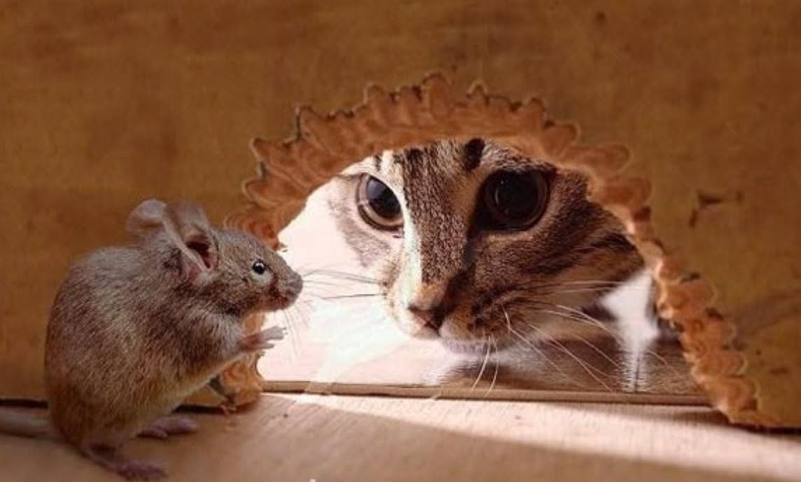 Mèo con tập bắt chuột | Bài thơ Mèo con bắt chuột